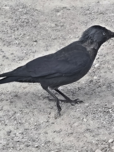 Eurasian Jackdaw