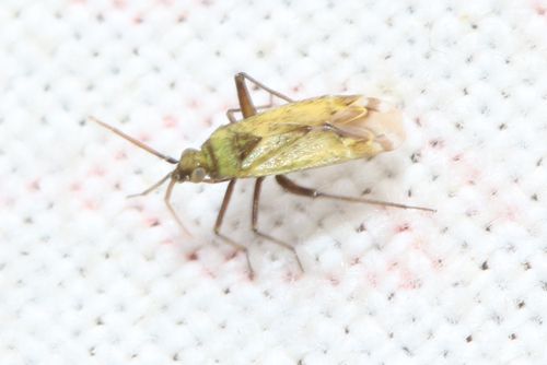 Macrotylus paykullii observed 2026-05-11
