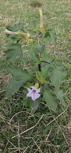 jimsonweed