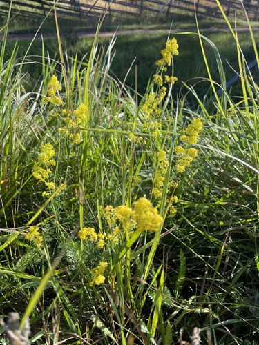 Lady's Bedstraw