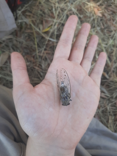 Ash Cicada