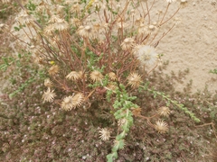 Senecio glaucus
