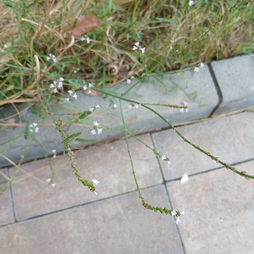 Common vervain