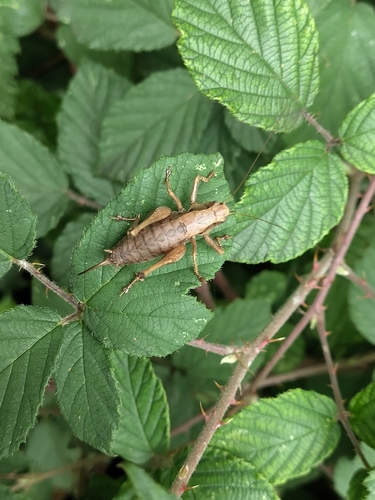 Dark Bush-cricket