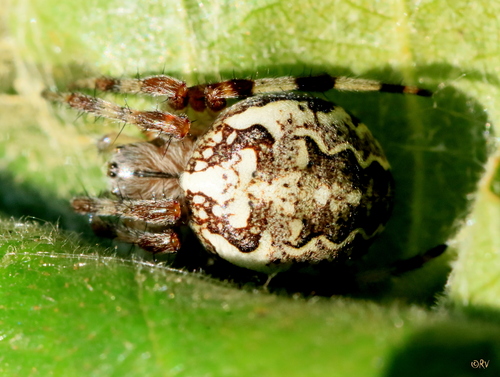 Marbled Orbweaver