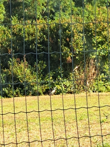 Grey Heron