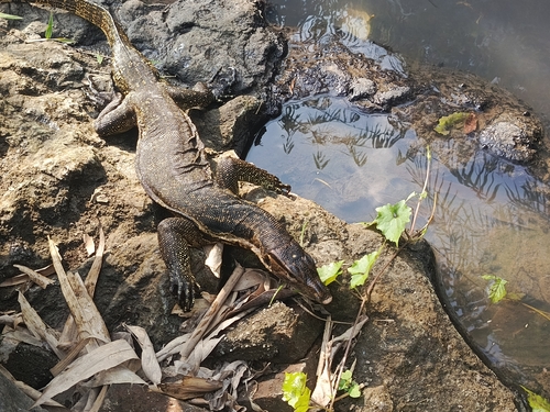 Common Water Monitor