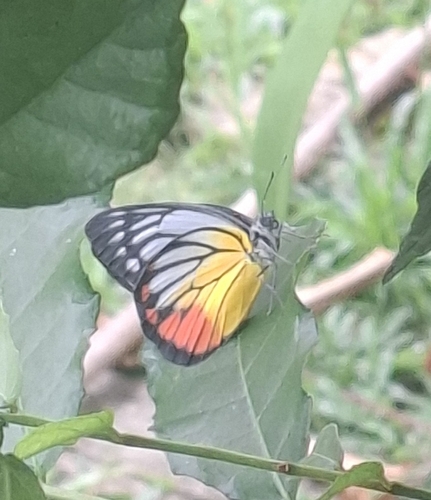 Painted Jezebel