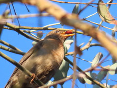 Turdus rufitorques