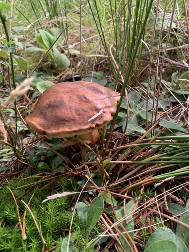 Bay Bolete