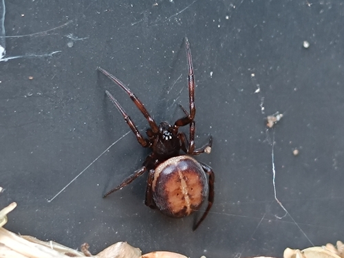 Rabbit Hutch Spider