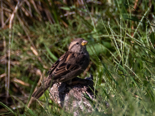 House Sparrow