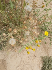 Senecio glaucus