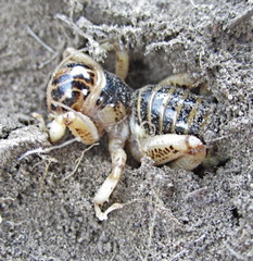 Ammopelmatus pictus