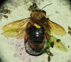 Xylocopa tranquebarica