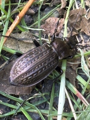 Granulated Ground Beetle
