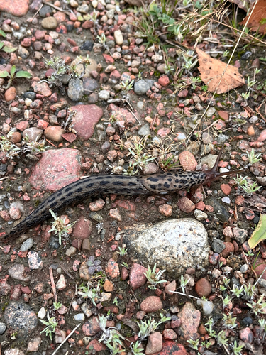 Leopard Slug