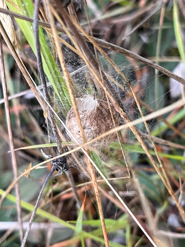 Wasp Spider