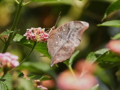 Doleschallia bisaltide australis