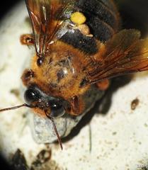 Xylocopa tranquebarica