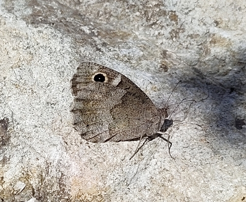 Tree Grayling