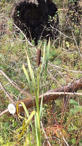 broadleaf cattail