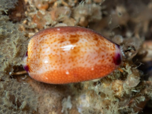 Cypraea minoridens observed 2026-09-14