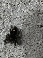 Phidippus audax