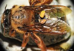 Xylocopa tranquebarica