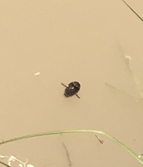 Thermonectus nigrofasciatus
