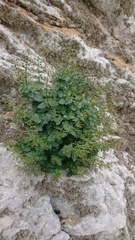 Scrophularia heterophylla