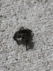 Phidippus audax
