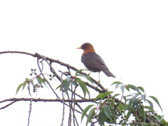 Turdus rufitorques