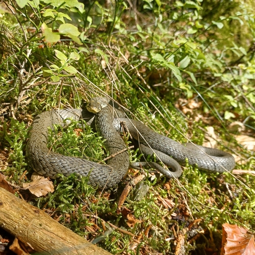 grass snake