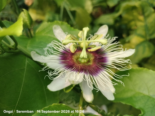 common passionfruit