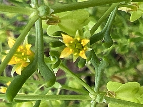 Roepera eremaea, 2026-09-12