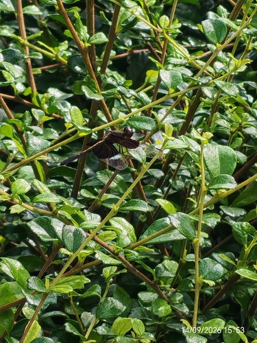Pied Paddy Skimmer