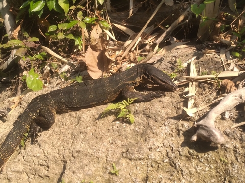 Common Water Monitor