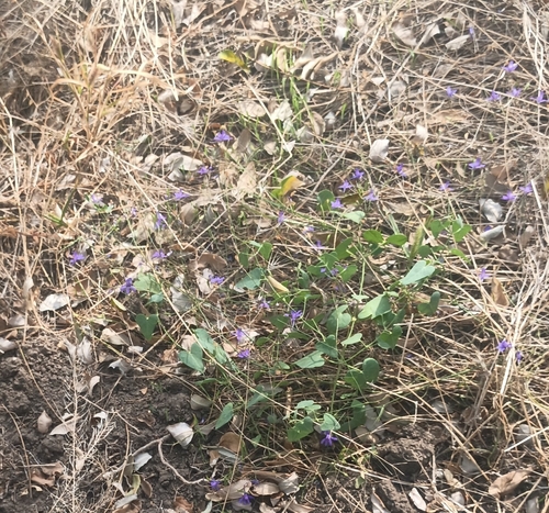 Stranglewort