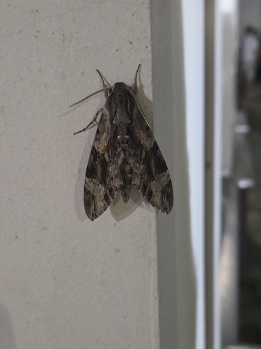 Convolvulus Hawkmoth