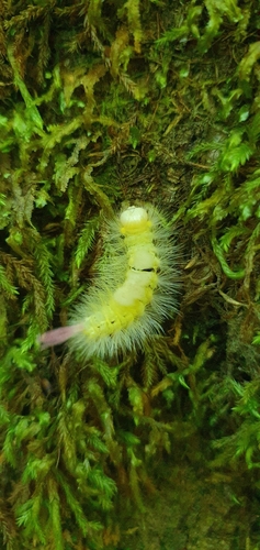 Pale Tussock Moth