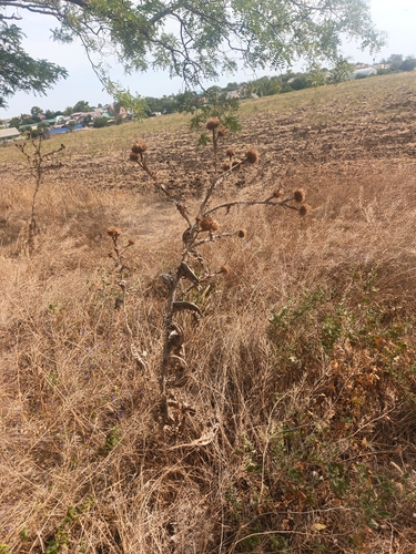 Taurian thistle