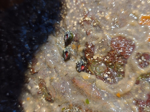 Ocinebrina aciculata observed 2026-09-12