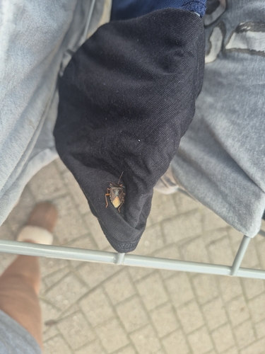 Forest Bug
