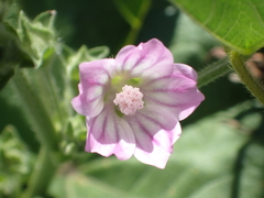 Malva nicaeensis