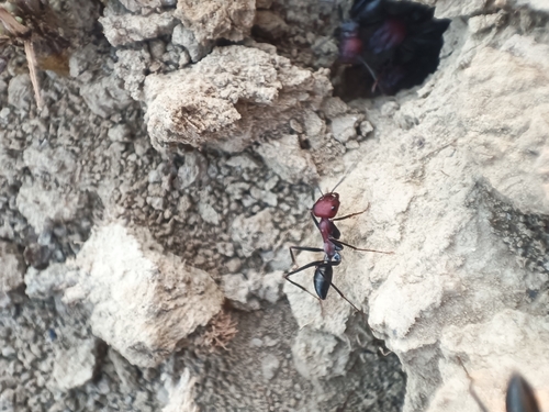 Nodal Desert Ant
