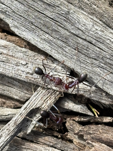 Southern Meat Ant