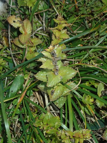 Bartsia alpina observed 2026-09-12