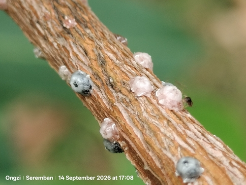 Indian Wax Scale