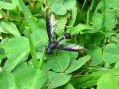 Mimocalla gigantea
